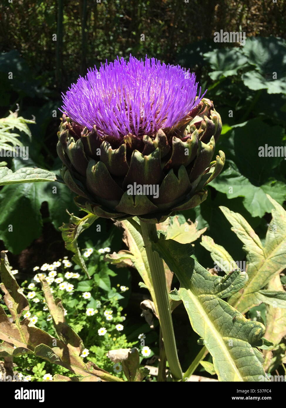 Globe artichaut fleuri (Cynara scolymus) Banque D'Images