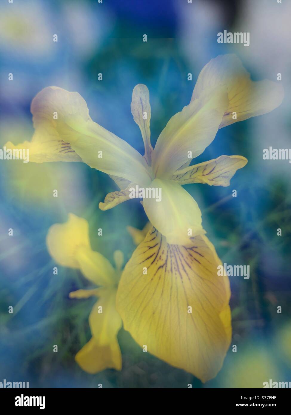 Double exposition de l'iris jaune et d'un fond abstrait bleu-vert - Image de stock capturée avec un smartphone