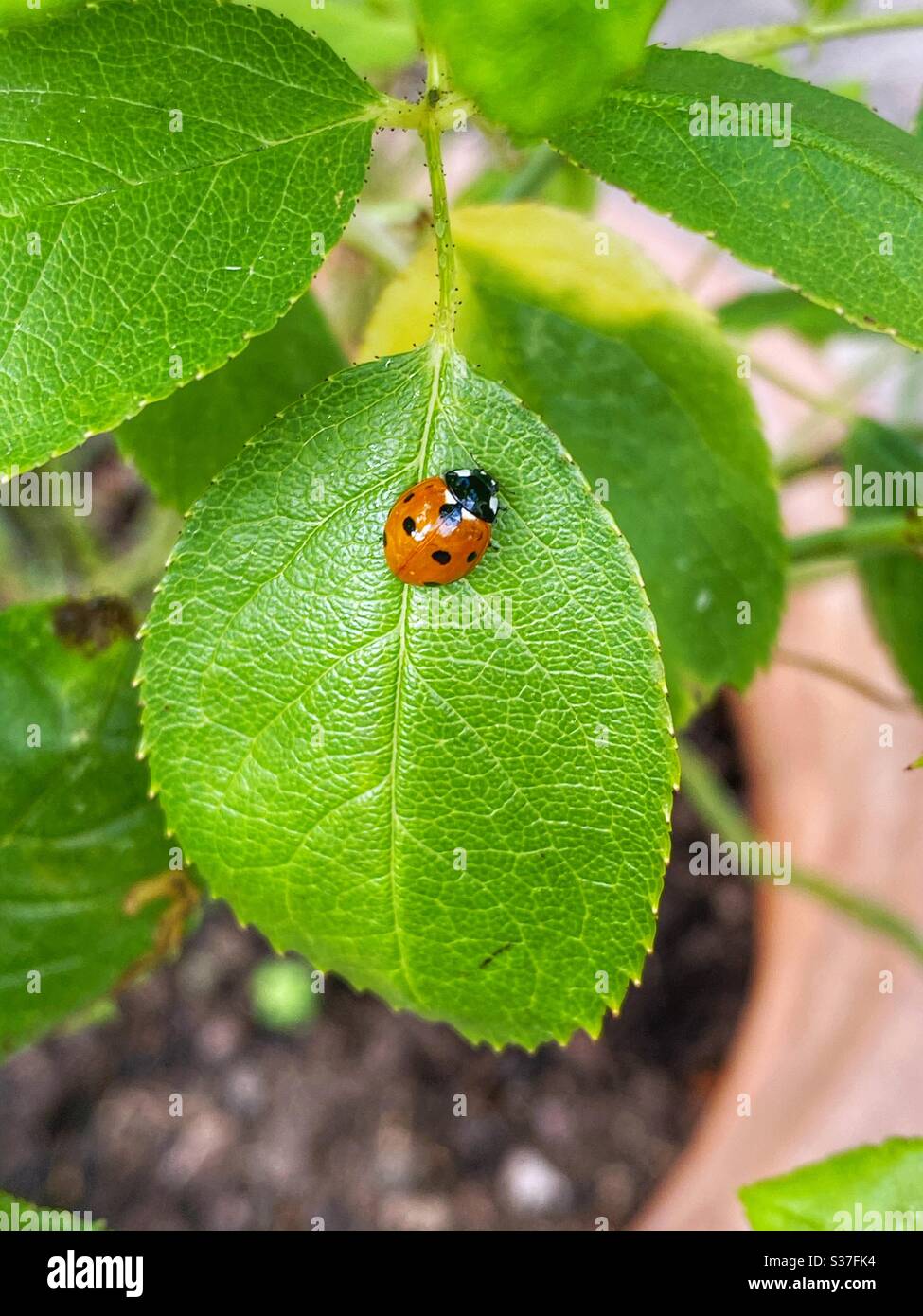 Ladybird on a Roads plante feuille, jardin urbain, été 2020, Stoke Newington, nord de Londres, Royaume-Uni Banque D'Images