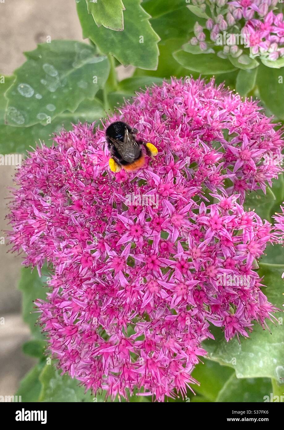 Bumble abeille avec le pollen sur ses jambes, à la recherche de plus de pollen. North London, Royaume-Uni, été 2020 - Image de stock capturée avec un smartphone