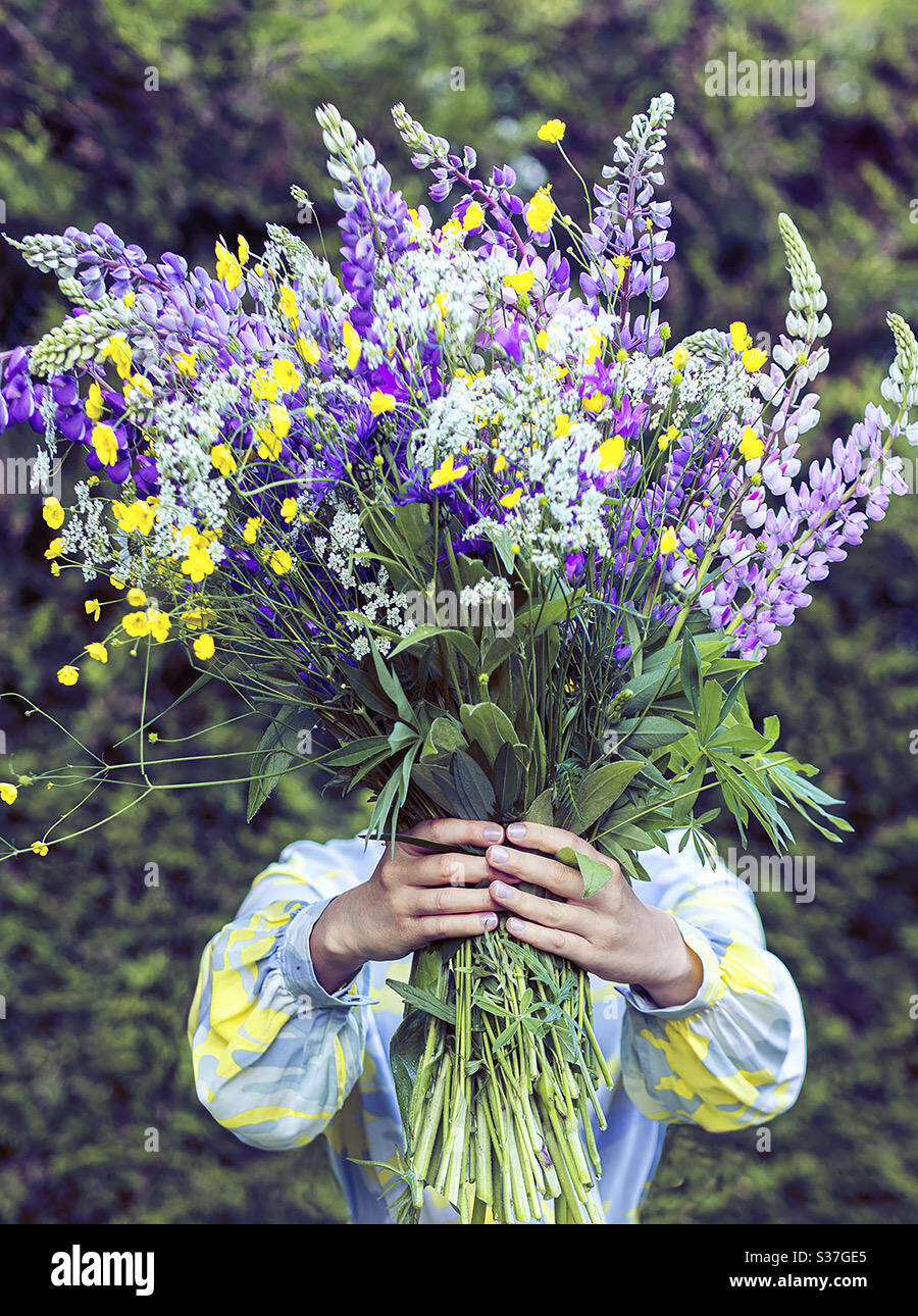 un grand bouquet de fleurs sauvages aux mains des femmes, un bouquet de  lupins Photo Stock - Alamy