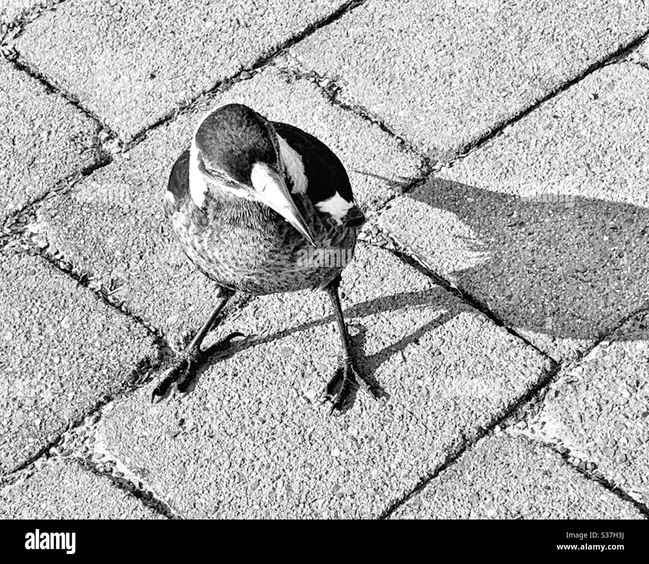 Portrait d'oiseau Magpie noir et blanc - Image de stock capturée avec un smartphone