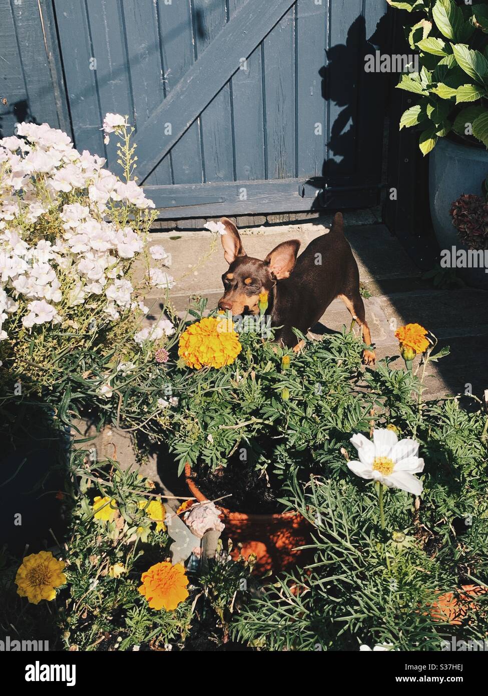 Chien sentant des fleurs au soleil. Pinscher miniature chocolat. Banque D'Images