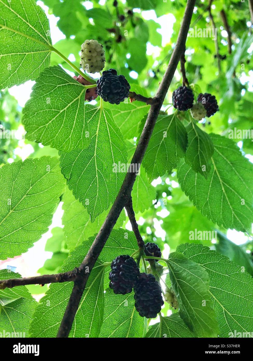 Recherche de mûres noires dans la ville. Certaines villes les ont interdites pour leur excès de pollen. - Image de stock capturée avec un smartphone