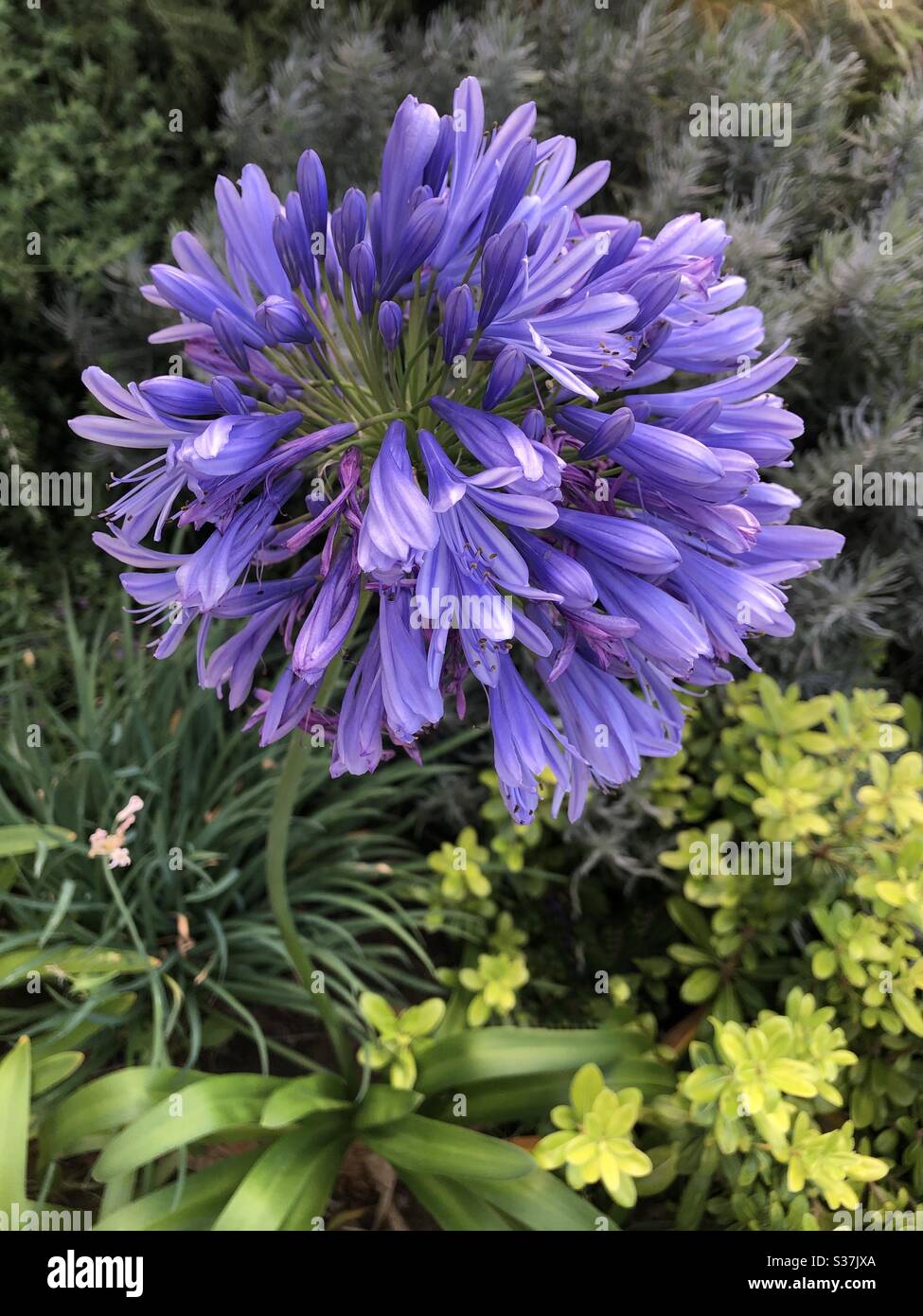 L'Agapanthus plante sur fond vert Banque D'Images