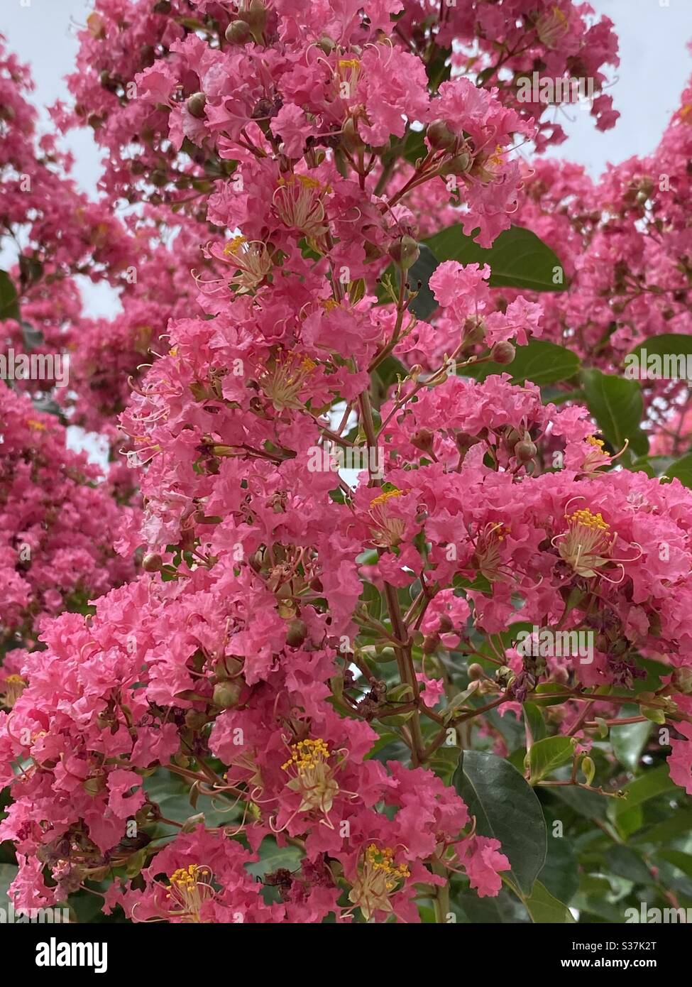 Fleurs roses d'un arbre de myrte de crêpe Banque D'Images