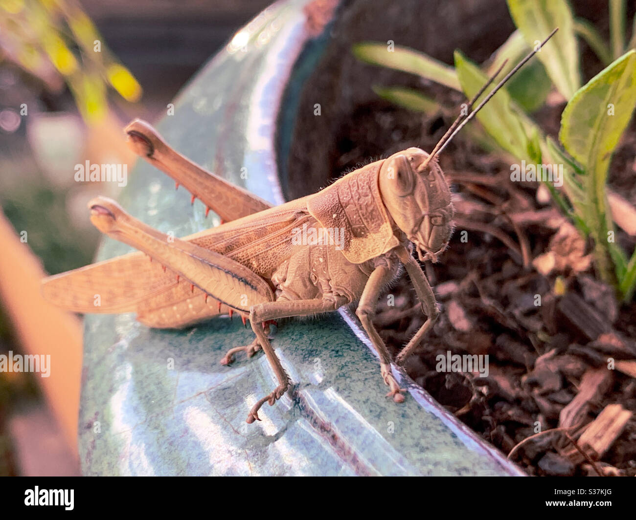 Grand brochet brun sur le bord d'un pot - Image de stock capturée avec un smartphone