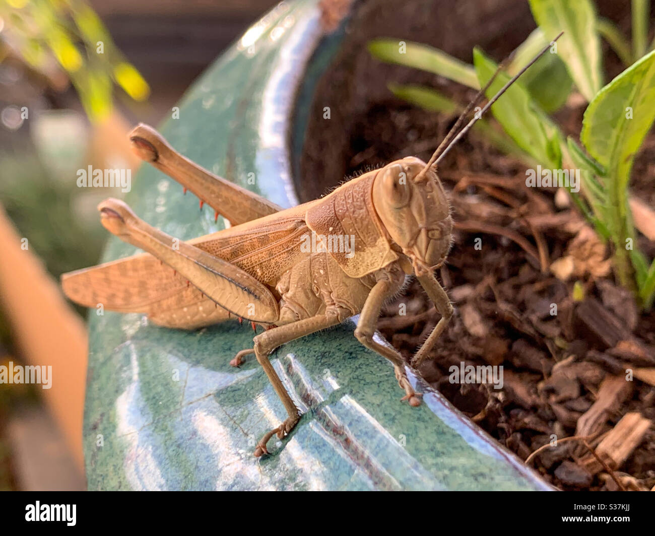 Grasshopper - Image de stock capturée avec un smartphone