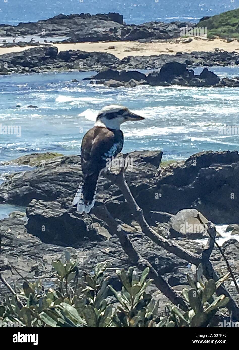 Oiseau australien emblématique, Kookaburra au bord de la mer, faisant une pause pour profiter des meilleures vues - Image de stock capturée avec un smartphone