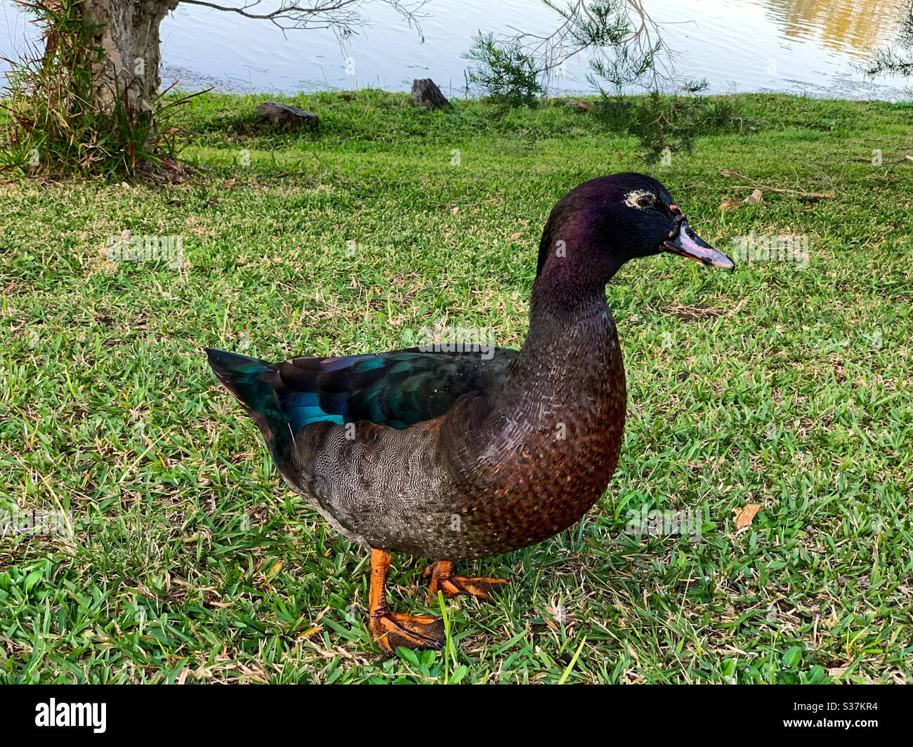 Canard brun avec plumes d'ailes vertes brillantes - Image de stock capturée avec un smartphone