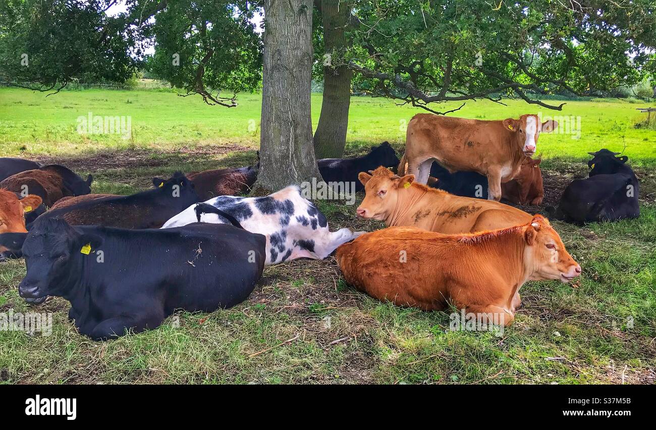 Troupeau de vaches se trouvant sous les arbres dans un champ Banque D'Images