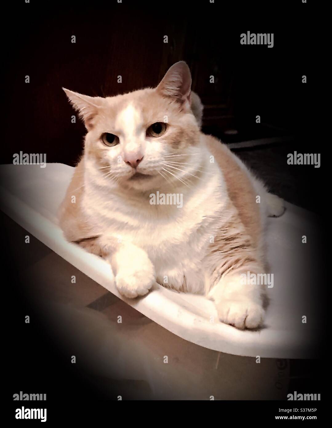 Portrait de beau gingembre-et-blanc domestique de sauvetage de shorthair chat neurbeté mâle compagnon d'intérieur animal Banque D'Images