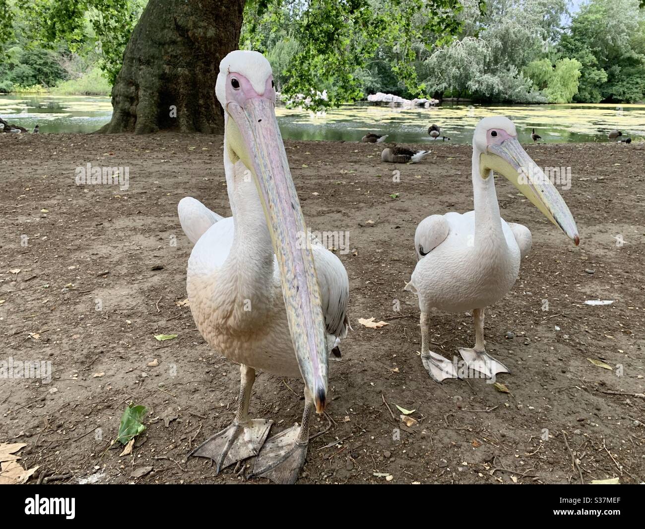 Deux pélicans dans le parc - Image de stock capturée avec un smartphone Deux pélicans dans le parc - Image de stock capturée avec un smartphone