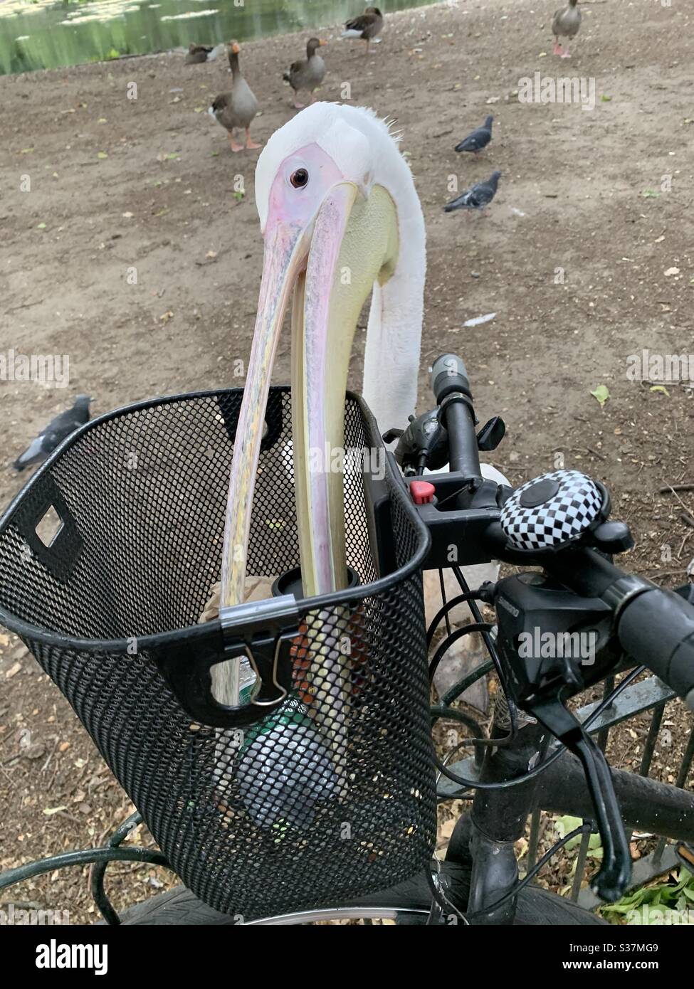 Pelican voler du panier - Image de stock capturée avec un smartphone