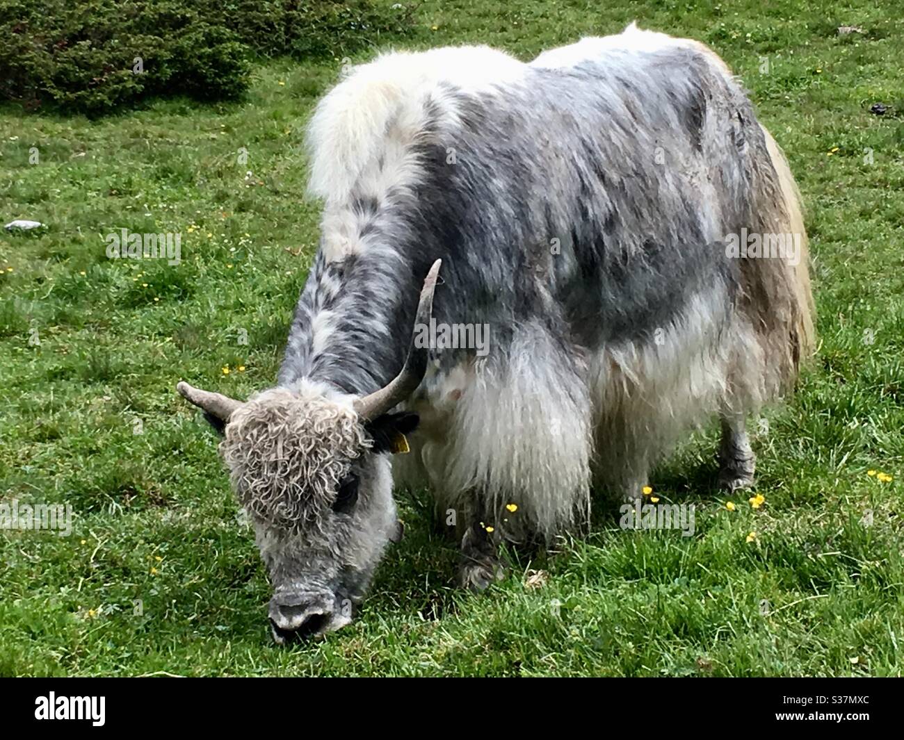 Cheveux de yak blanc Banque de photographies et d'images à haute résolution  - Alamy