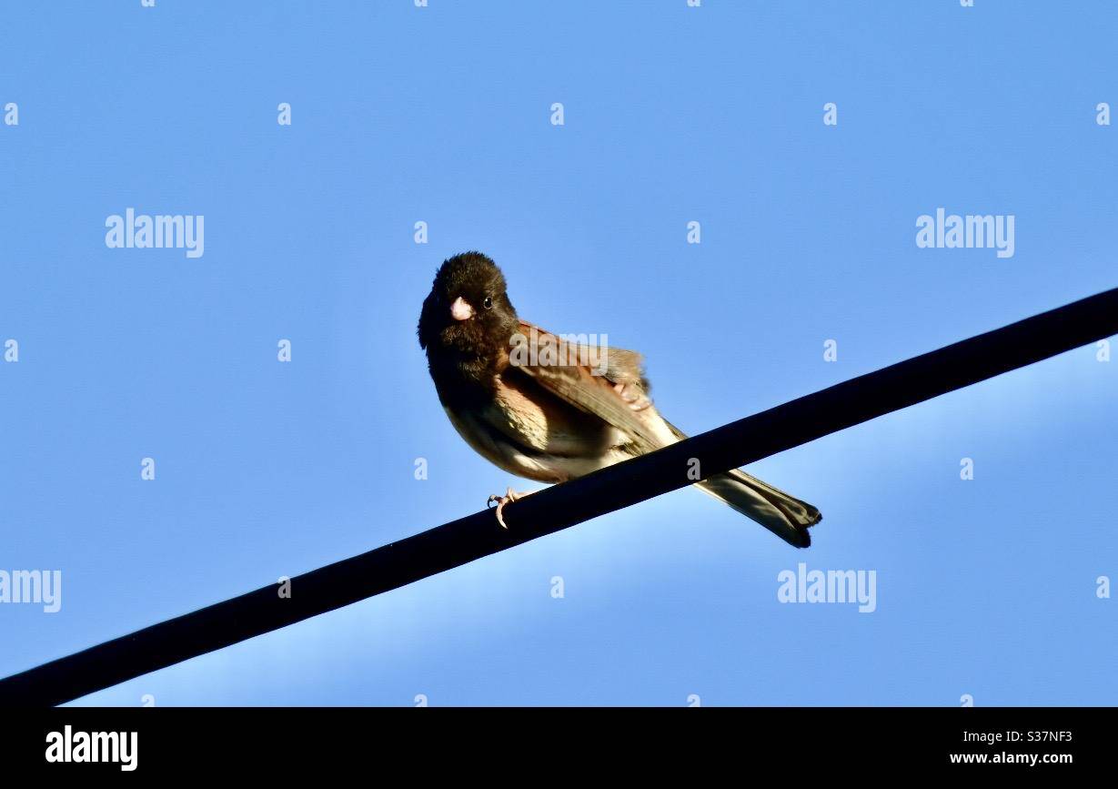 Dark Eyed Junco - Image de stock capturée avec un smartphone