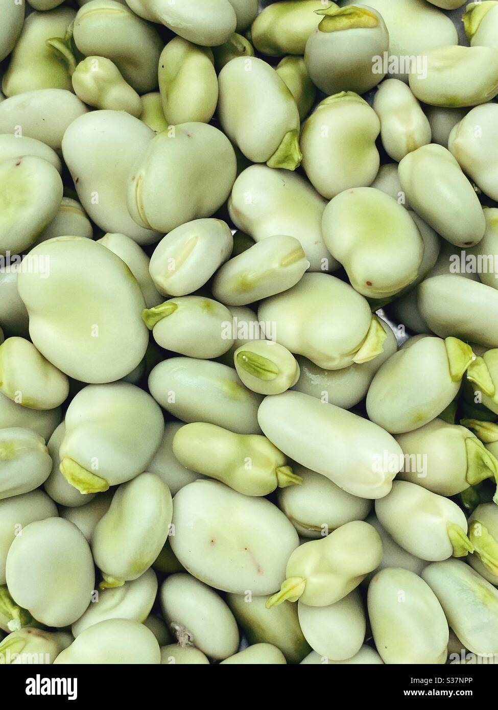 fèves fraîches hors de la gousse, légumes d'été, gros plan, plein écran - Image de stock capturée avec un smartphone