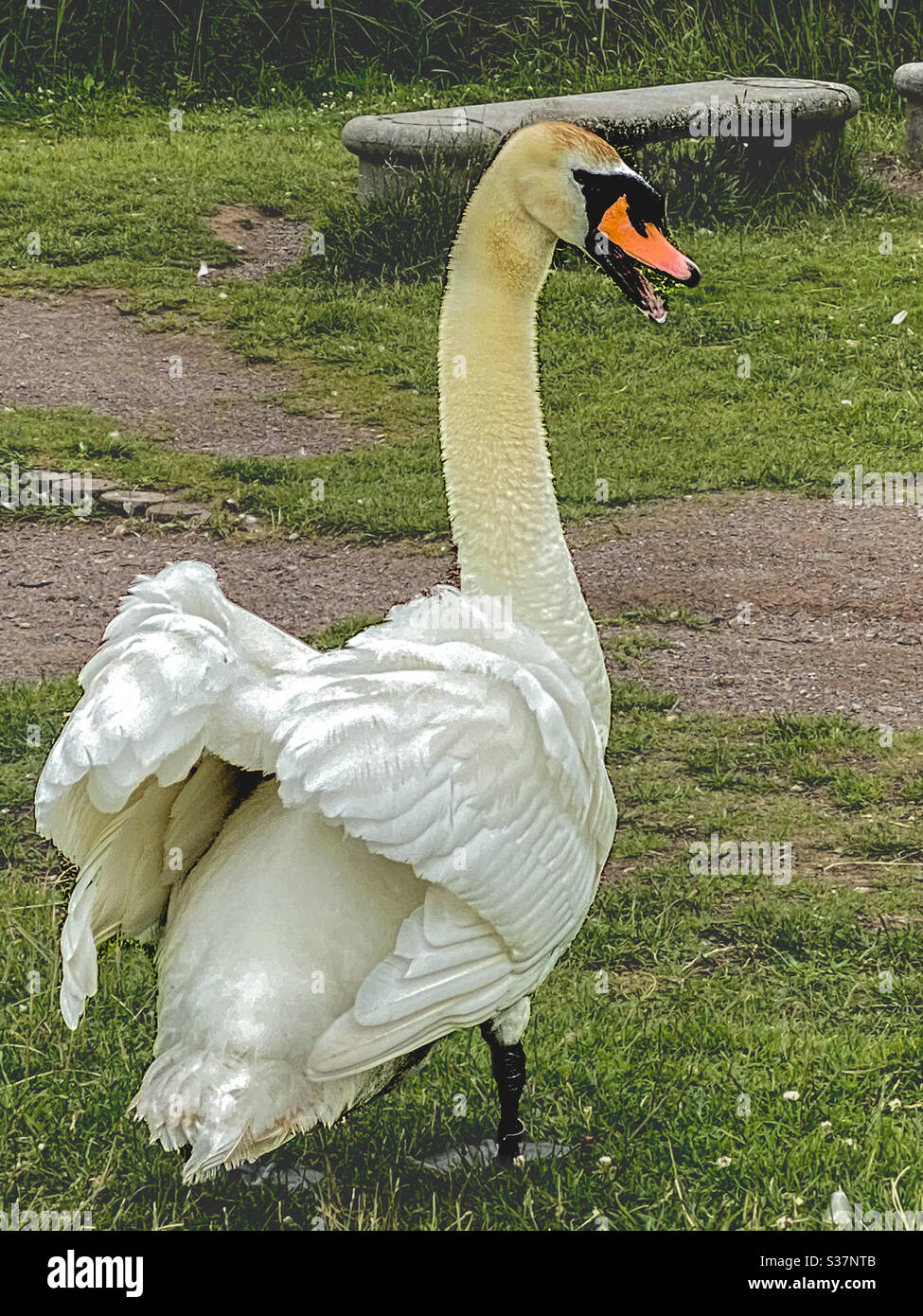 Chant du cygne Banque D'Images