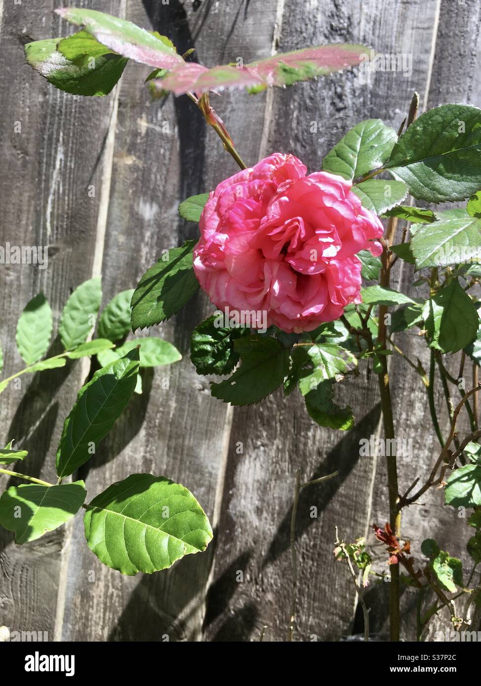 Belle rose parfumée contre une clôture de jardin en bois Banque D'Images