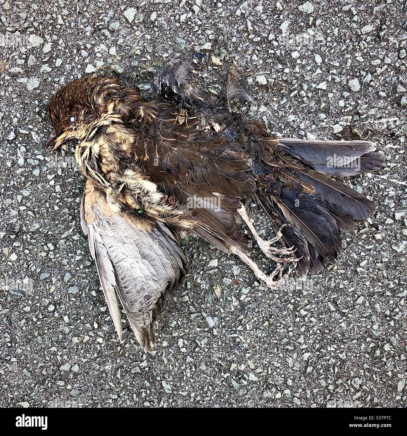 Oiseau mort sur la surface de la route. - Image de stock capturée avec un smartphone
