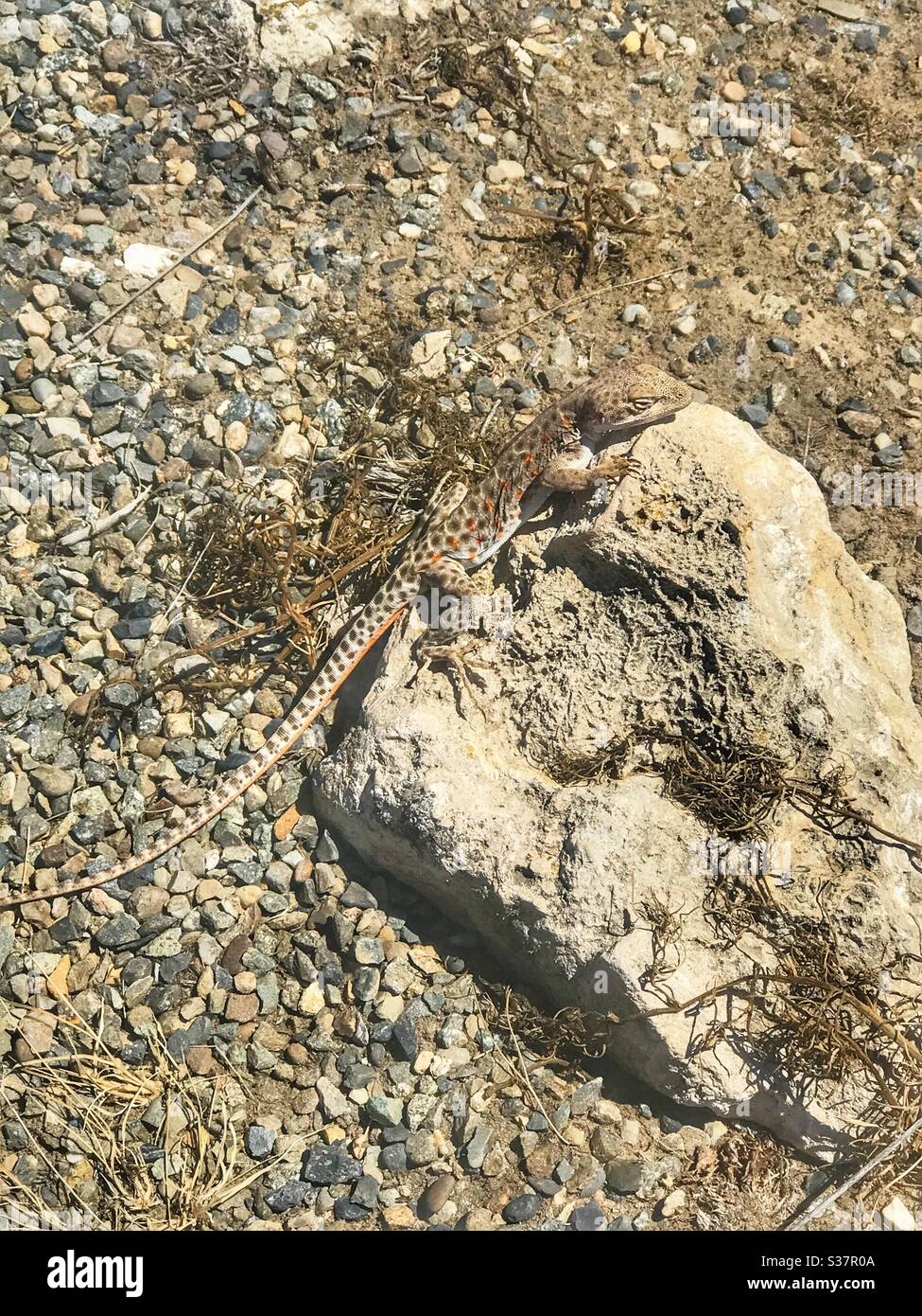 Lézard soleil sur un rocher dans l'Idaho Banque D'Images