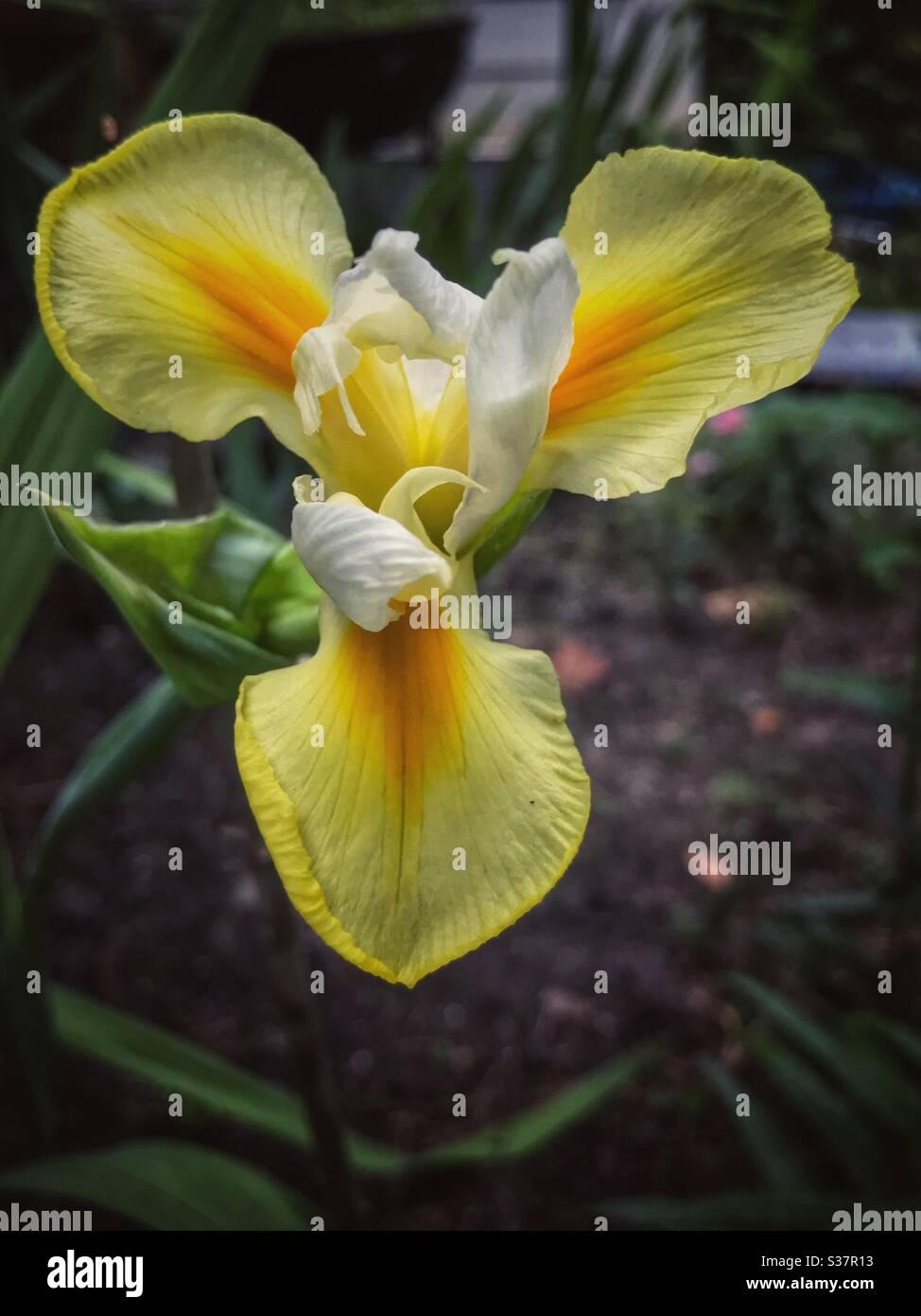 Fleur d'iris jaune à trois pétales Banque D'Images