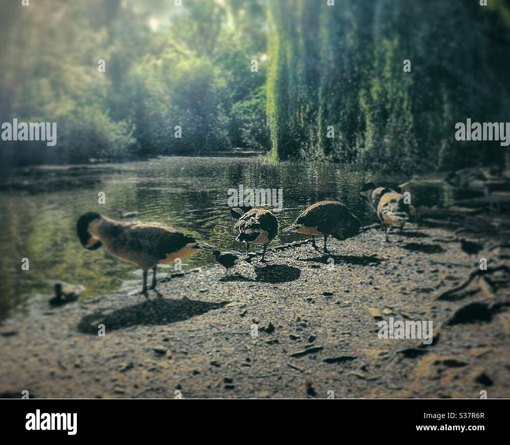 Oies et bernaches canards et pigeons dans le lac Peckham Rye Park. Banque D'Images