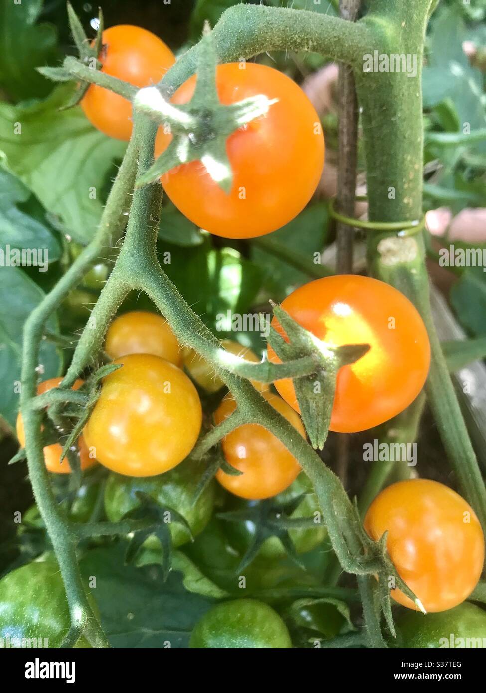 Des tomates cerises Banque D'Images