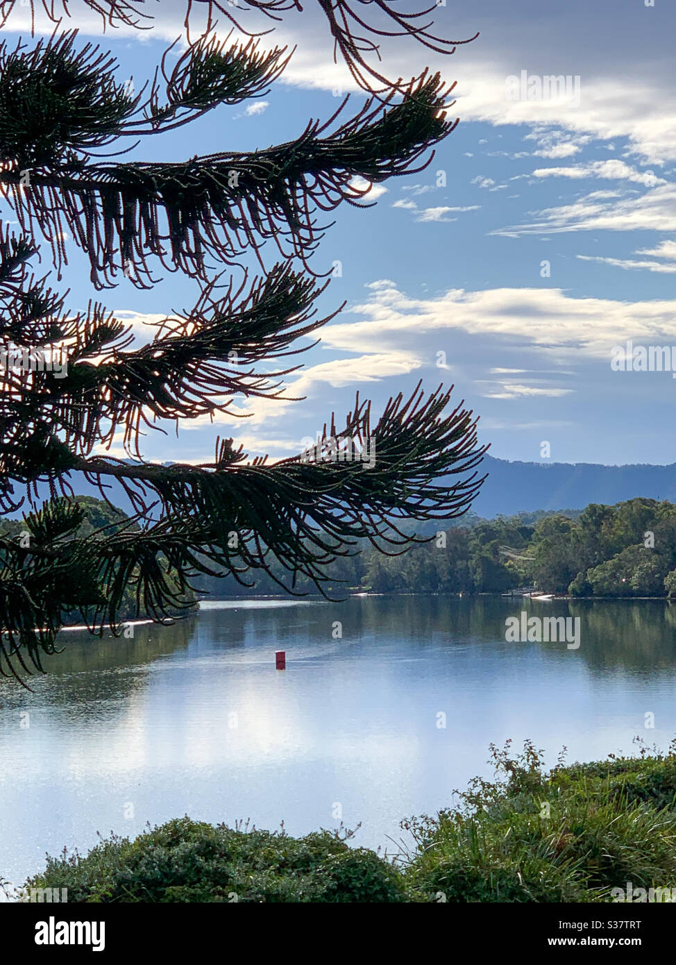 Rivière scintillante avec Norfolk Pine en premier plan et nuages réfléchis dans l'eau Banque D'Images