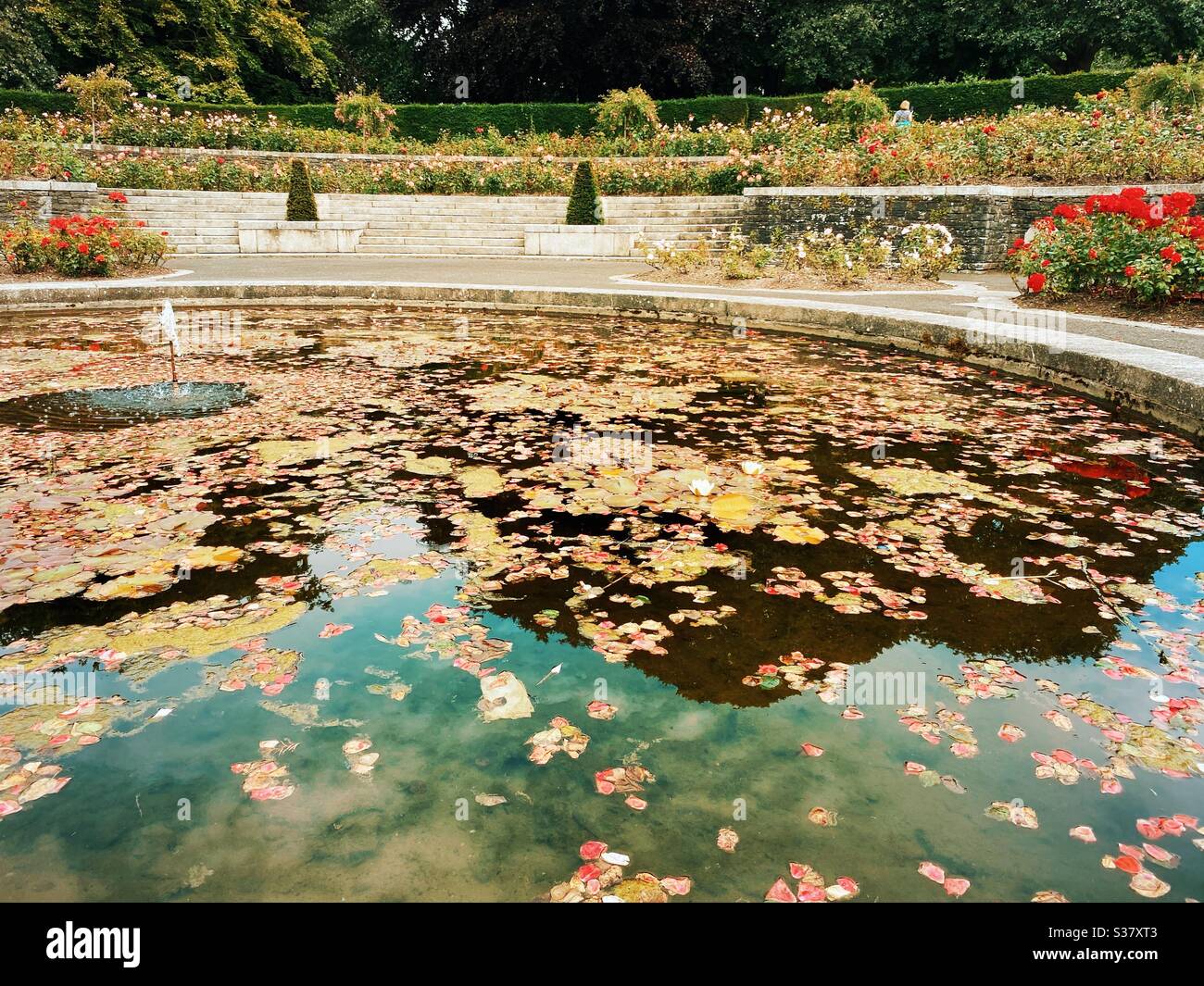 L'étang couvert de pétales de rose dans les jardins du mémorial de guerre irlandais de Dublin. Les jardins ont été conçus par Sir Edward Lutyens et sont dédiés à tous les Irlandais qui sont morts pendant la Grande Guerre. - Image de stock capturée avec un smartphone