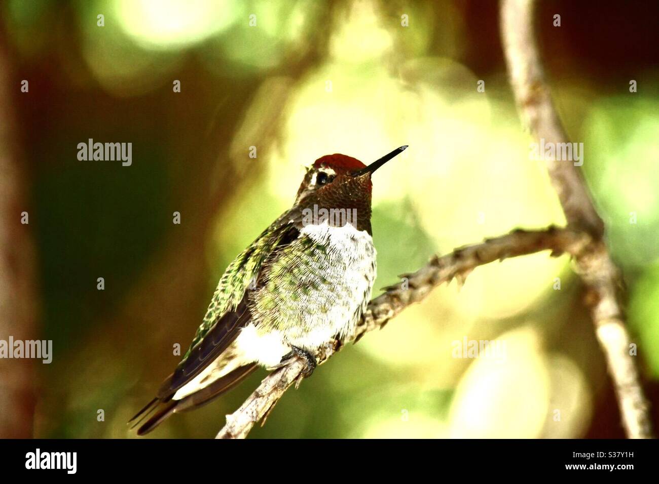 Colibri d'anna - Image de stock capturée avec un smartphone