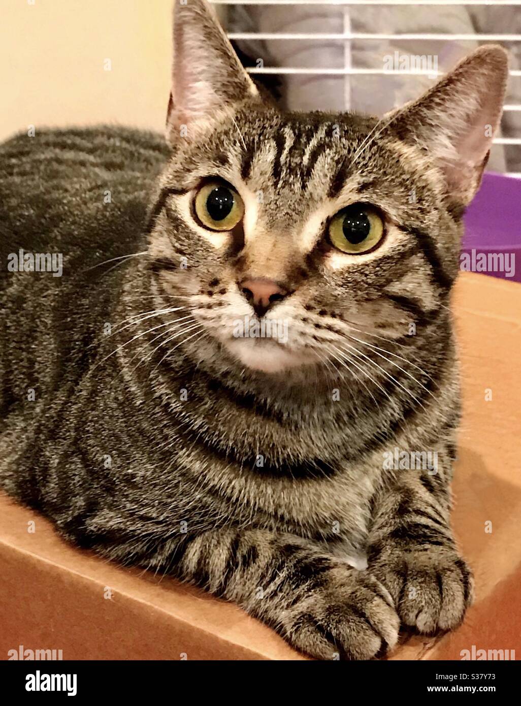 Portrait de beau chat tabby femelle brun avec de magnifiques yeux d'or de secours chaton maintenant un compagnon d'intérieur, domestique ou américain shorthair Banque D'Images