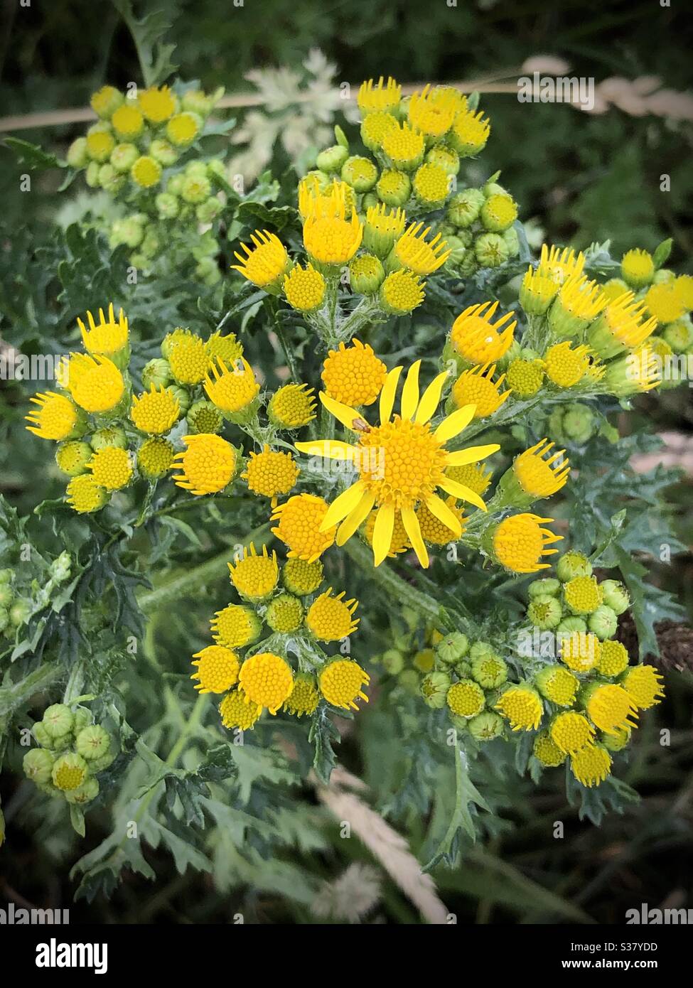 Vue de haut en bas de Ragwort en fleur Banque D'Images