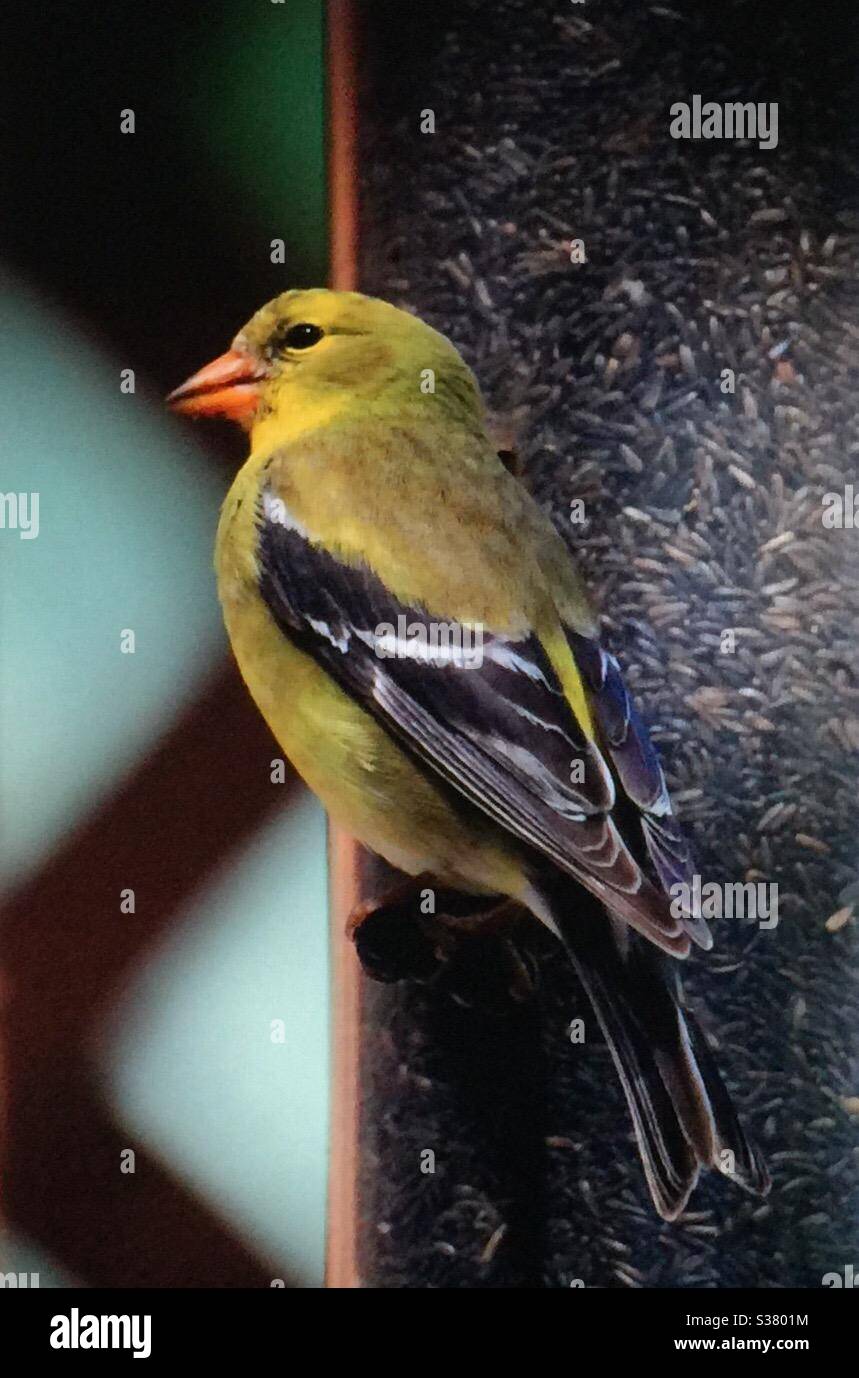 American Goldfinch, Spinus tristis, femme, oiseaux nord-américains, oiseaux d'Amérique du Nord, oiseau, mangeoire du niger, faune, jaune, or Banque D'Images American Goldfinch, Spinus tristis, femme, oiseaux nord-américains, oiseaux d'Amérique du Nord, oiseau, mangeoire du niger, faune, jaune, or Banque D'Images
