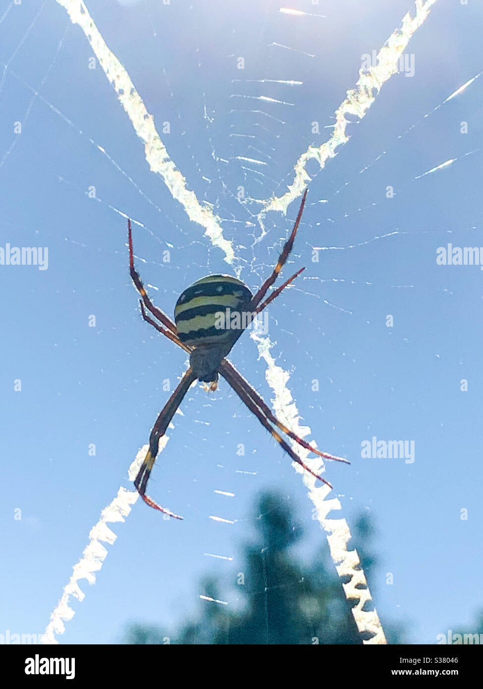 Araignée de la Croix de St Andrews qui brille au soleil Banque D'Images