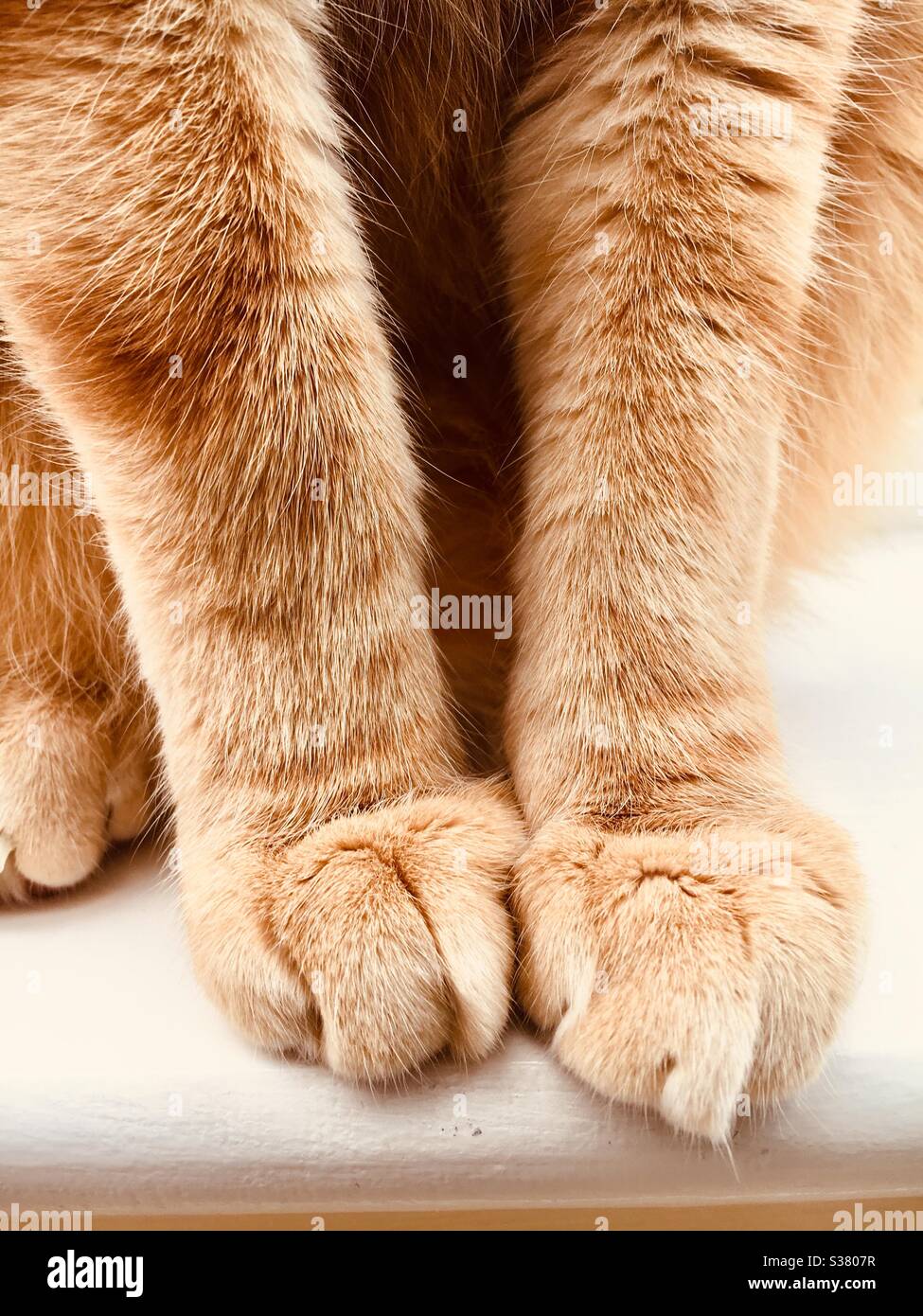 Gros plan d'un chat de tabby au gingembre avec pattes avant Banque D'Images