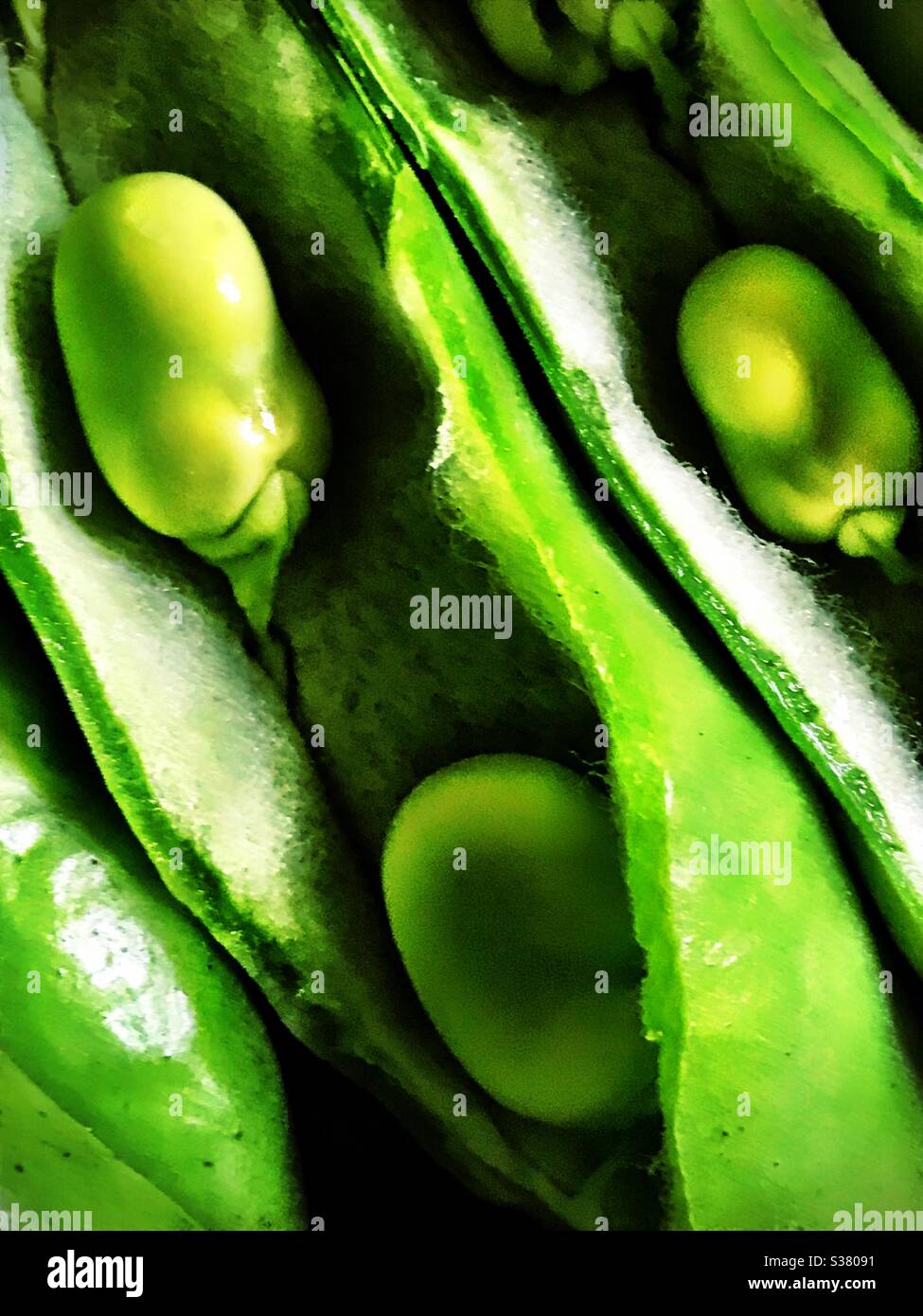 Fèves dans la gousse aka Fava bean Banque D'Images