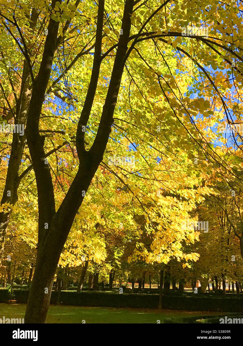 Paysage automnal. Aranjuez, Madrid provincia, Espagne. Banque D'Images