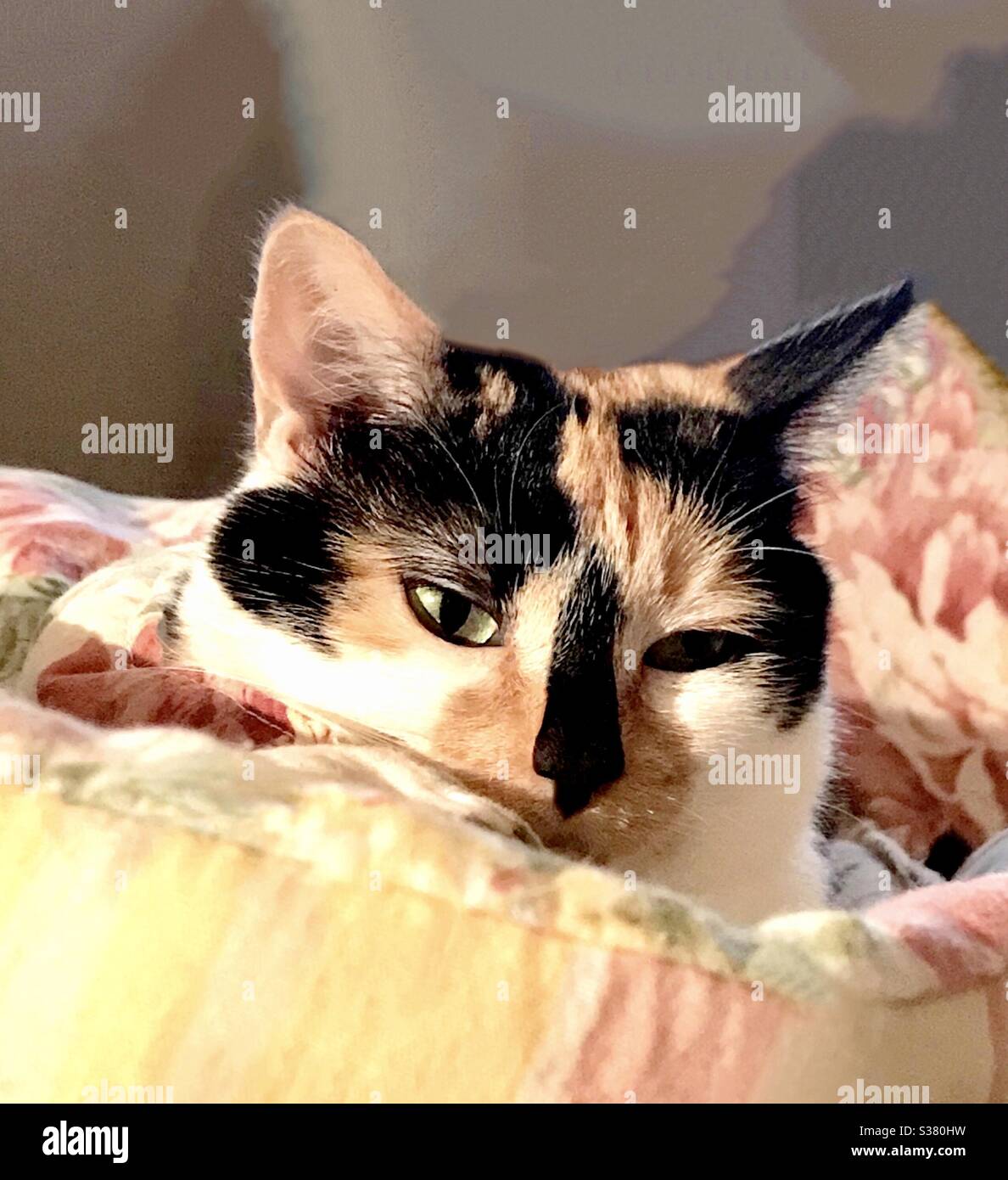 Portrait de beau chat Calico avec les yeux verts magnifiques femelle spayée kitty de secours maintenant un animal de compagnie intérieur, domestique ou américain shorthair kitty, aveugle dans son oeil gauche Banque D'Images