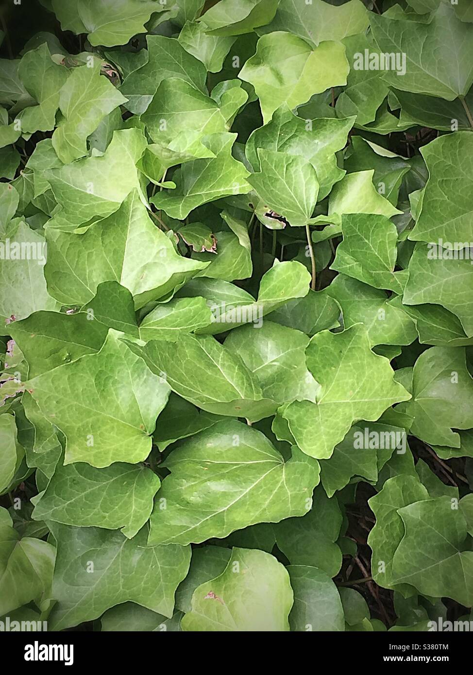 Gros plan de feuilles de lierre vert vif, été, États-Unis - Image de stock capturée avec un smartphone
