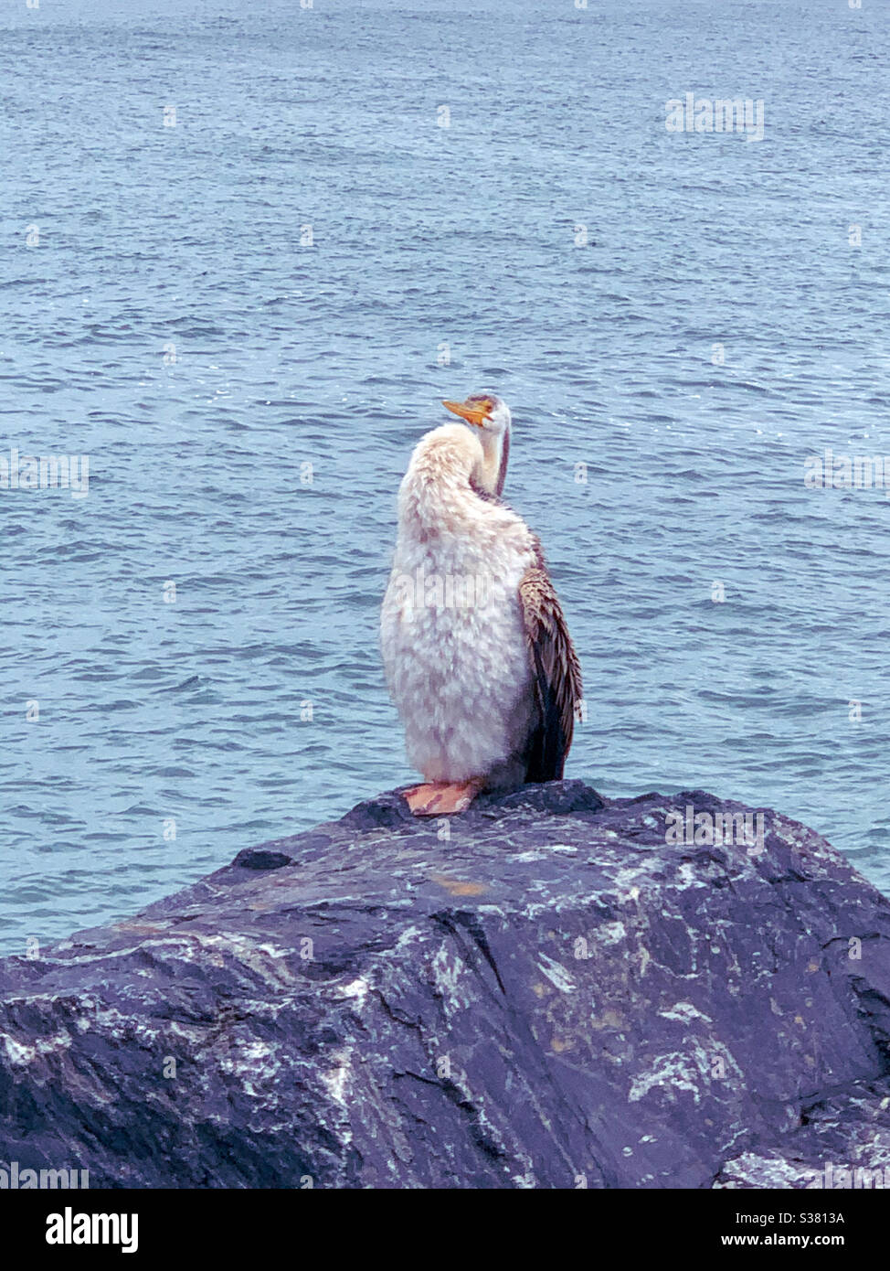 Un oiseau humide et moelleux partiellement sec se bronzant sur une roche au bord de la mer - Image de stock capturée avec un smartphone