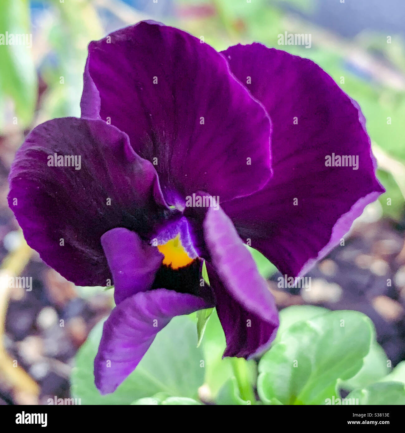 Fleur de pansy veloutée violet profond Banque D'Images
