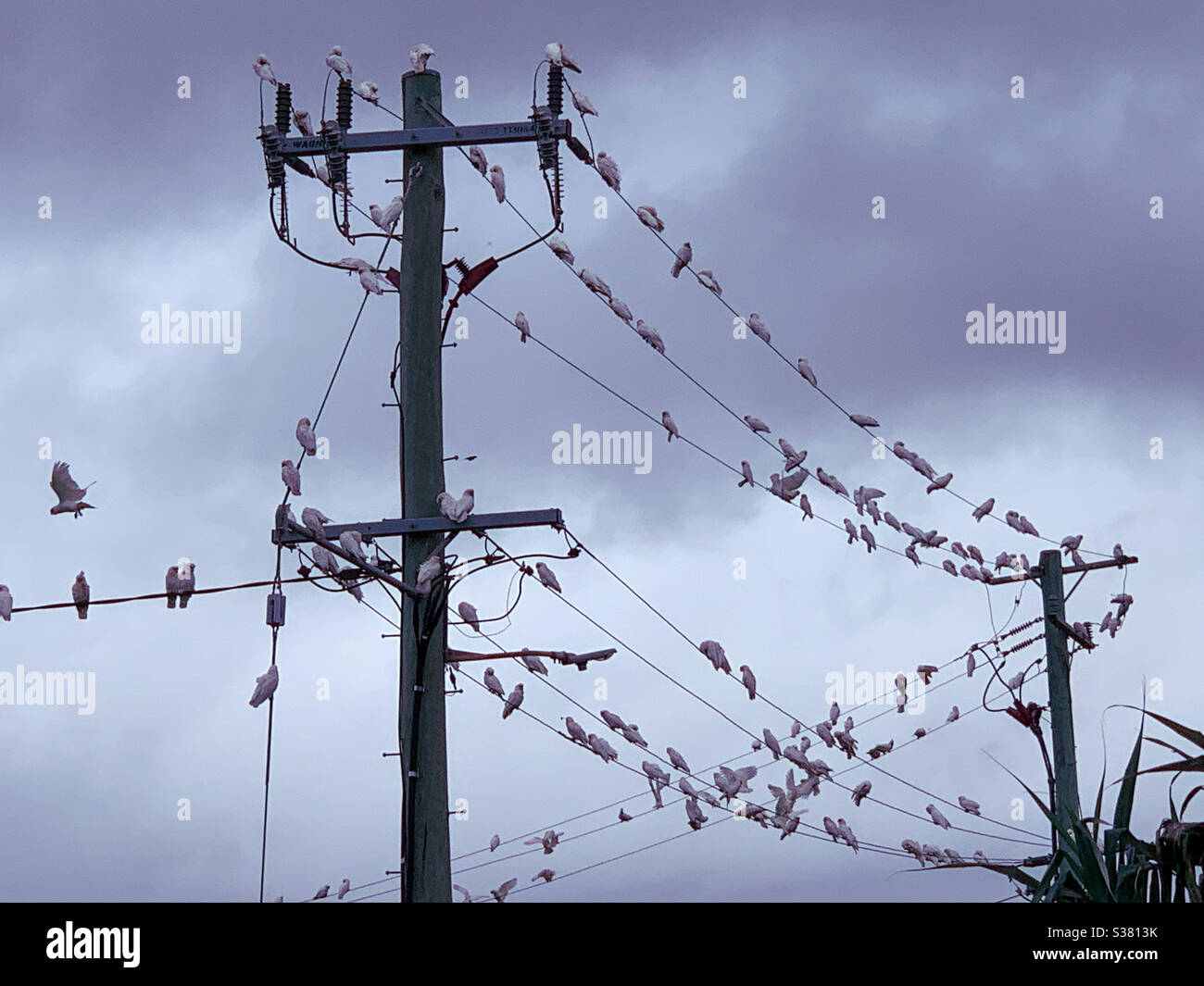 Les oiseaux d'une plume affluent ensemble, les oiseaux sur un fil, les lignes électriques - Image de stock capturée avec un smartphone