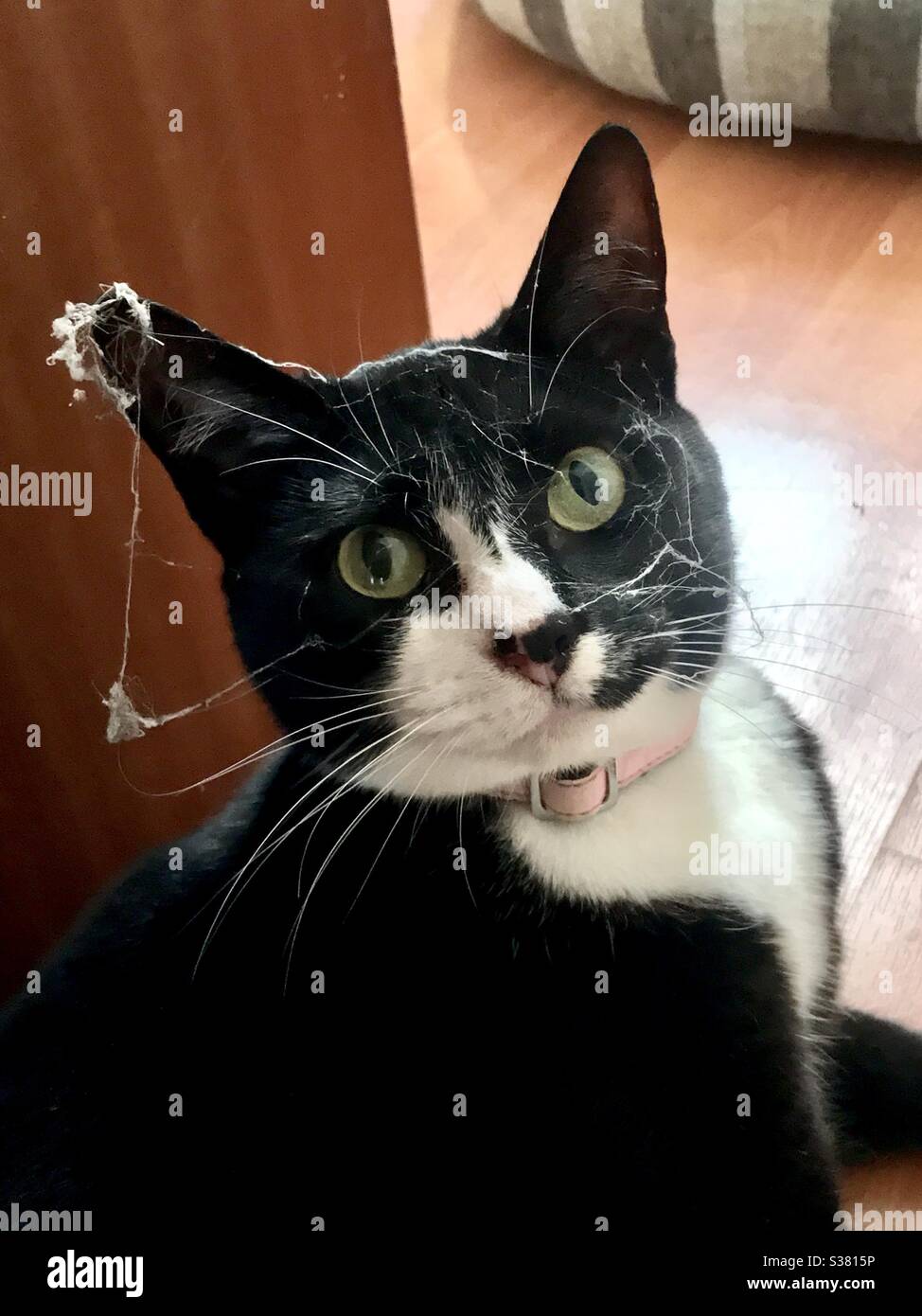 Chat Avec Des Toiles D Araignee Sur Son Visage Photo Stock Alamy Chat Avec Des Toiles D Araignee Sur Son Visage Photo Stock Alamy