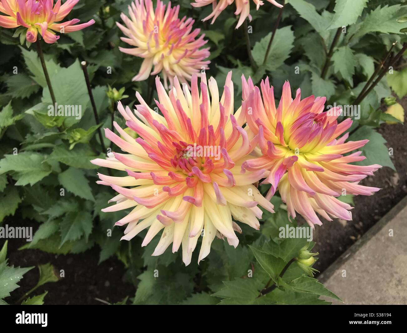 Belles fleurs rouges et jaunes Banque D'Images