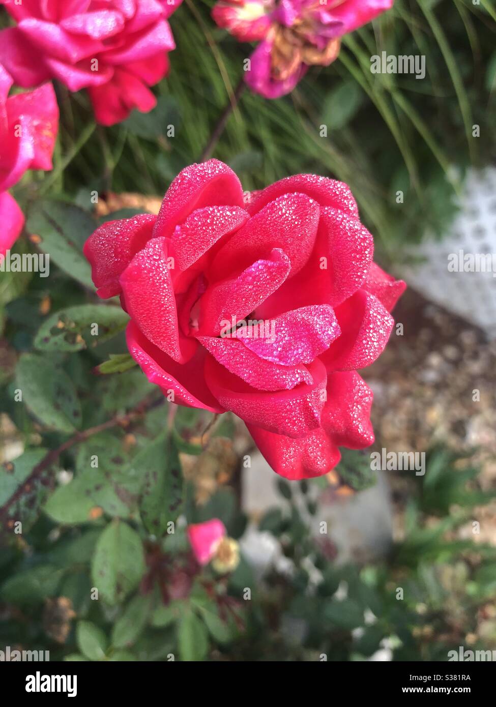 Rosée sur Rose Banque D'Images