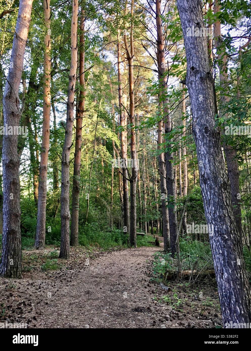 Sentier boisé dans une forêt du Wisconsin Banque D'Images