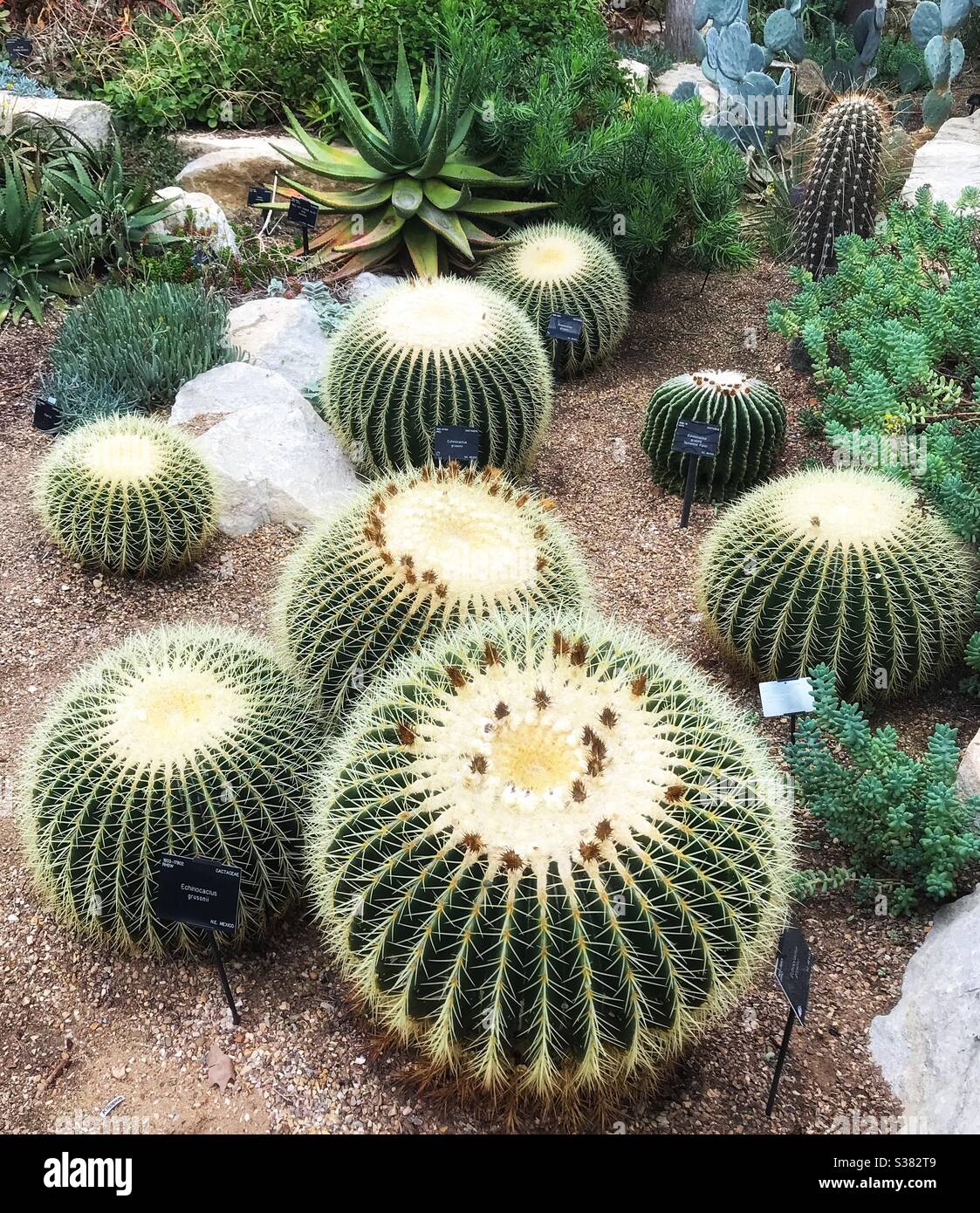 Exposition de Cactus ( Echinocactus grusonii du Mexique ) aux jardins botaniques royaux de Kew dans le Conservatoire de la Princesse de Galles Banque D'Images