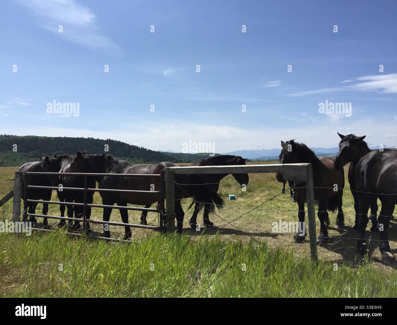 Chevaux de Percheron, troupeau, noir, pâturage, prairies Banque D'Images