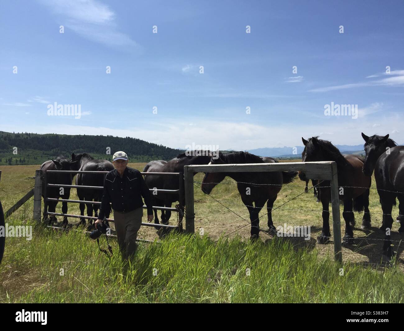 Chevaux Percheron, troupeau, noir, pâturage, prairies,photographe,montagnes Rocheuses, contreforts Banque D'Images
